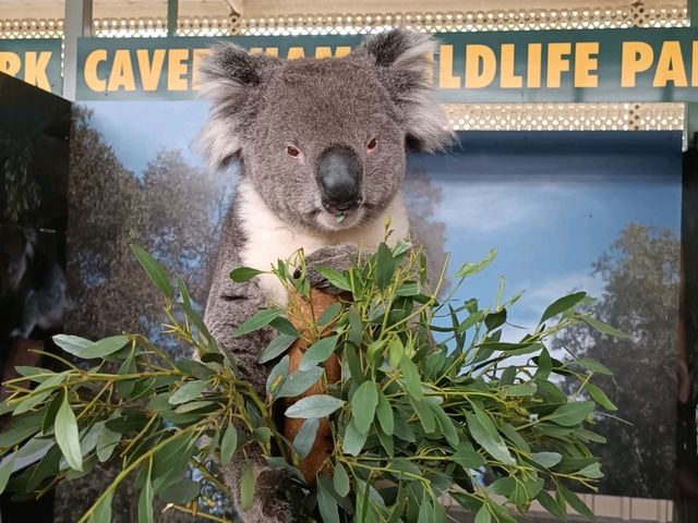 パースの動物園紹介