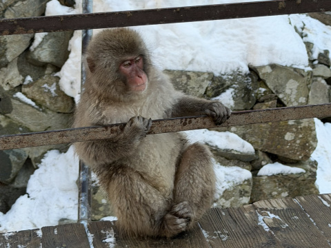日本で雪猿を見るには？🐒♨️ 長野ガイド | Trip.com 山ノ内町