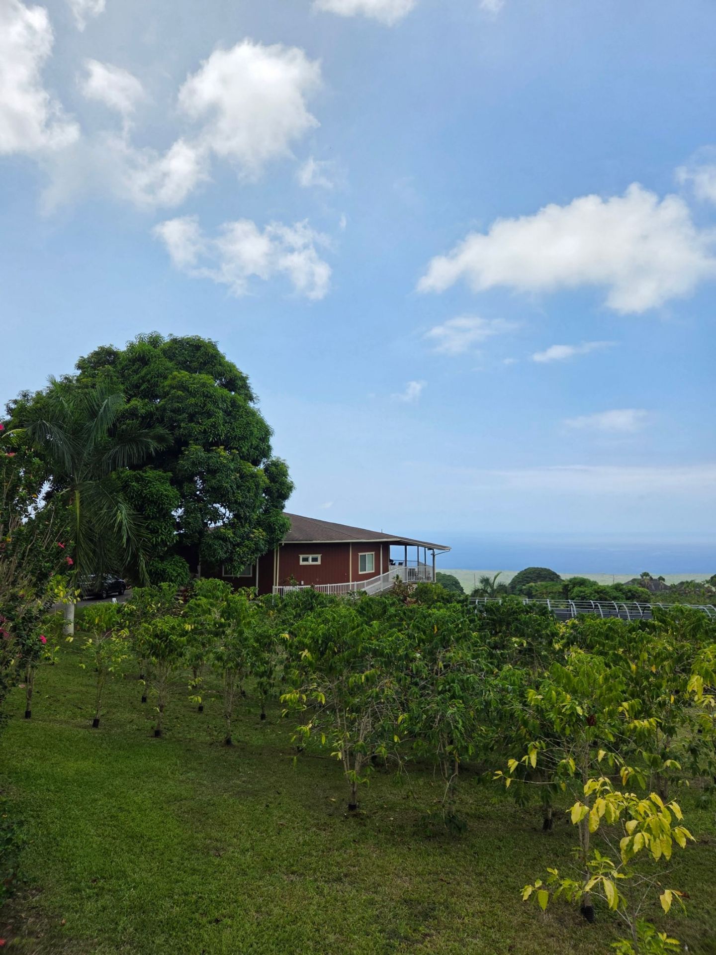 Greenwell Farms: A Journey to the Heart of Hawaiian Kona Coffee! ☕️