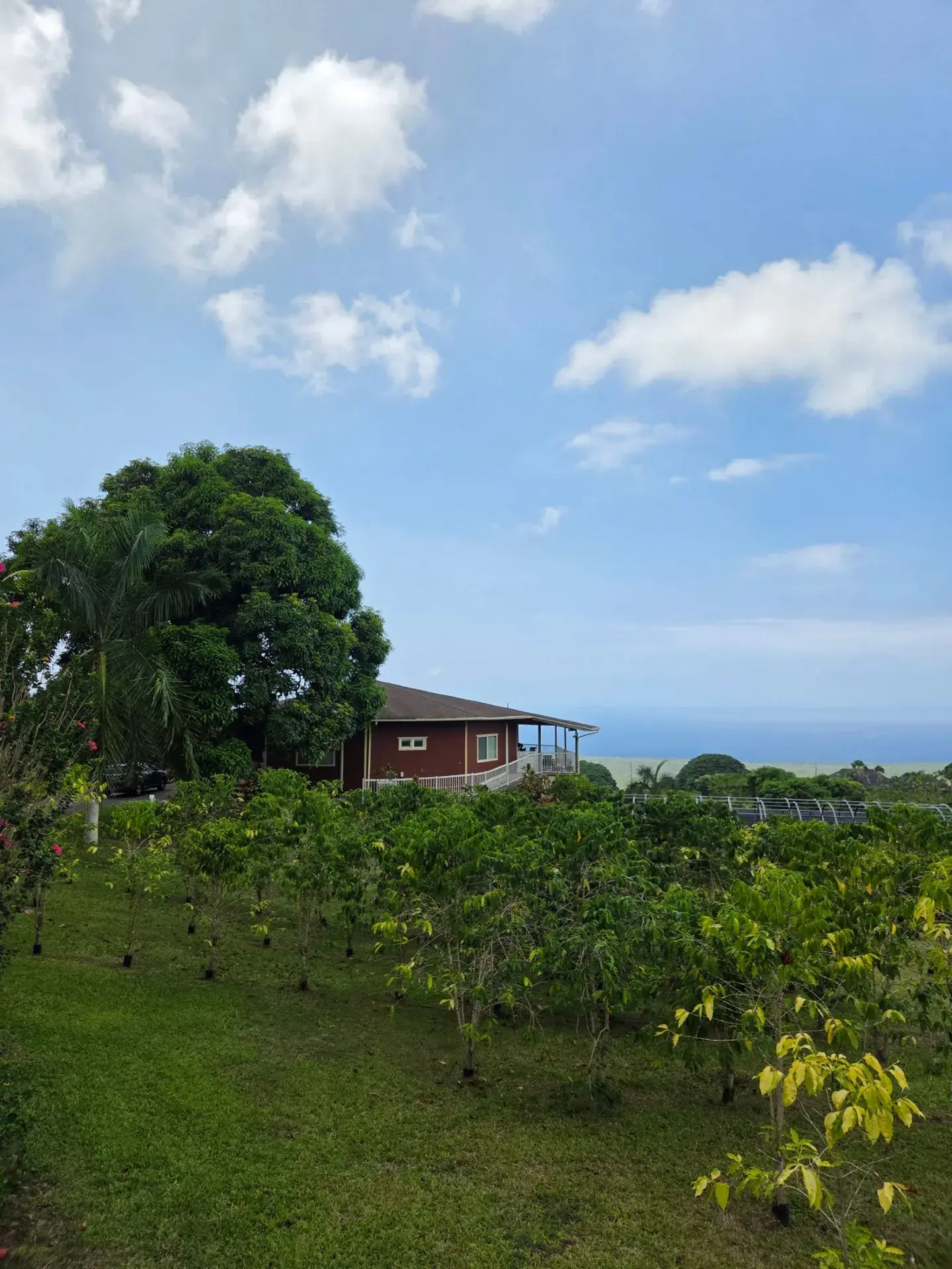 Greenwell Farms: A Journey to the Heart of Hawaiian Kona Coffee! ☕️