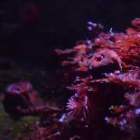 Ozeaneum…อควอเรียมสุดปังในเยอรมันเหนือ