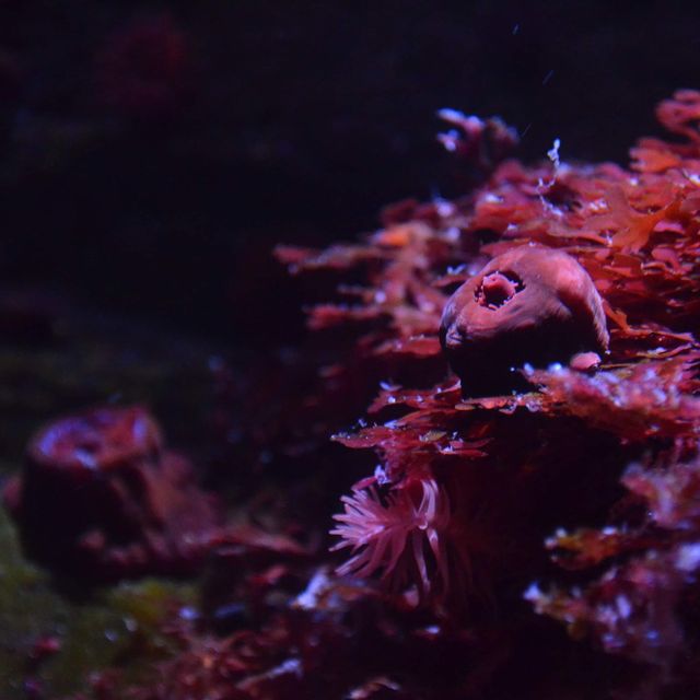Ozeaneum…อควอเรียมสุดปังในเยอรมันเหนือ
