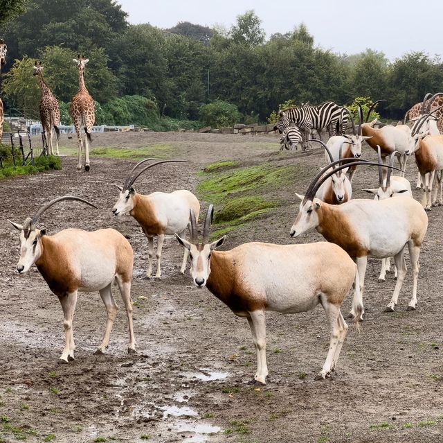 Dublin Zoo is just WoW 🗺️