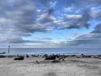 🌊🦭 Nature's Spectacle Along Norfolk's Coast