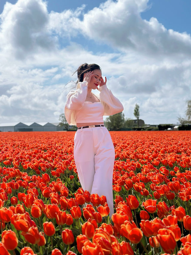 De Tulperij; A Free Tulips Field in Voorhout