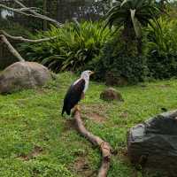 You have to go to Crocworld if you're on the KZN South Coast