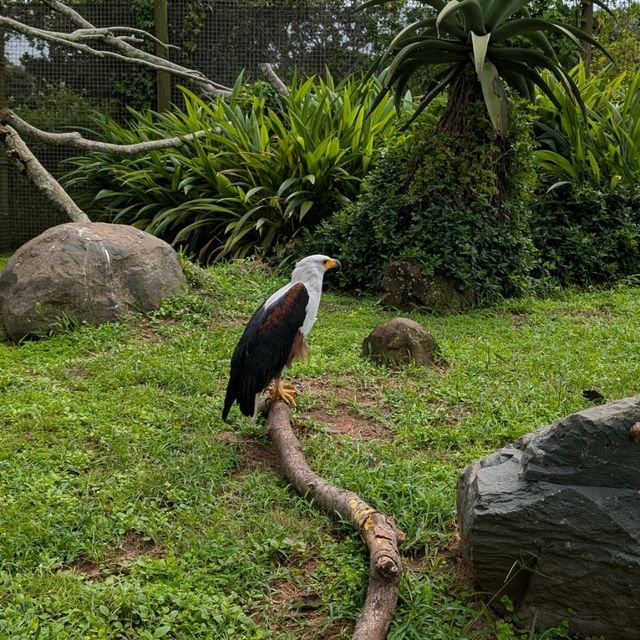 You have to go to Crocworld if you're on the KZN South Coast