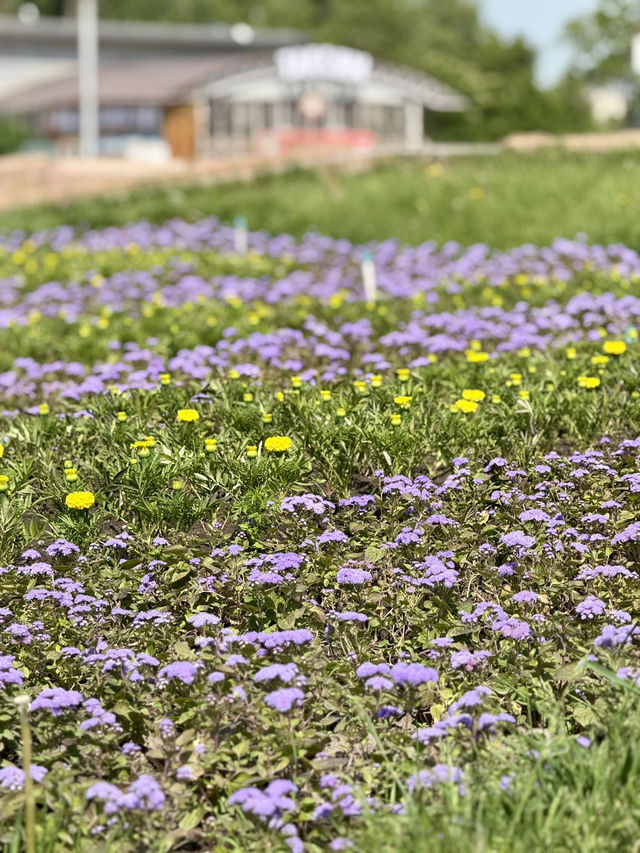 Spring Stroll to Victory Square in Bishkek