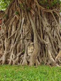 Ayutthaya: Walking Through the Ruins of a Lost Kingdom