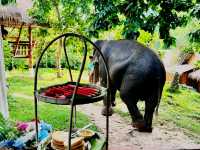 🐘 Morning Trumpets & Mud Baths – Life at Chai Lai Orchid 🌿