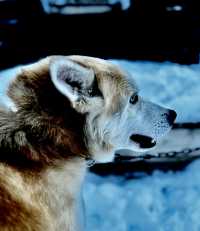 DOG SLEDDING: excellent experience, dogs are really happy