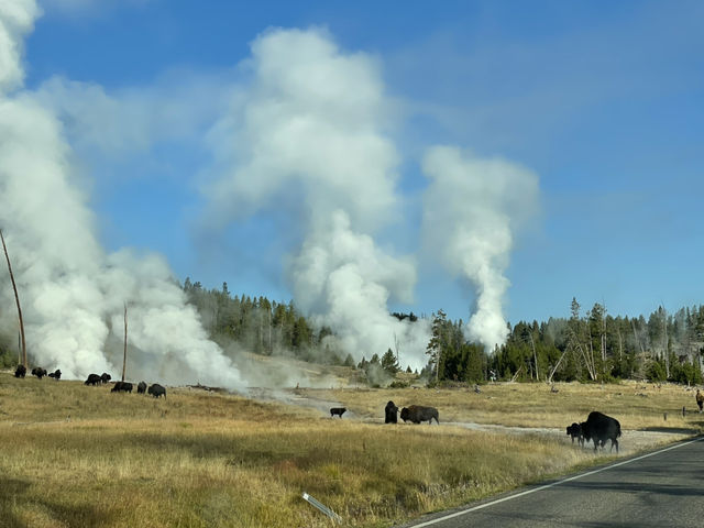 🚙 Transportation Tips for Yellowstone National Park 🏞️🧭