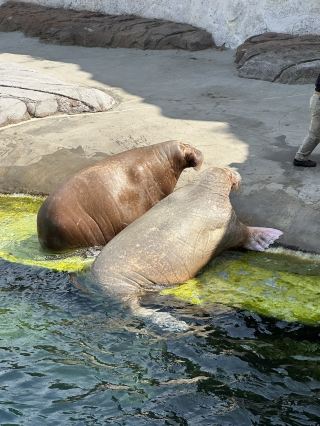Best Europe Zoo in Belgium