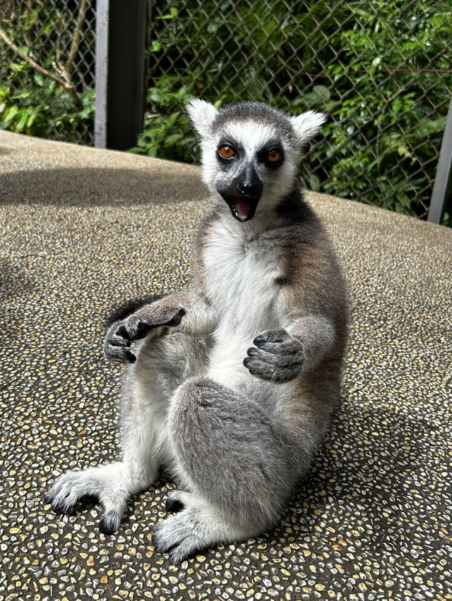 Signature Phu Quoc Safari ! Must see!