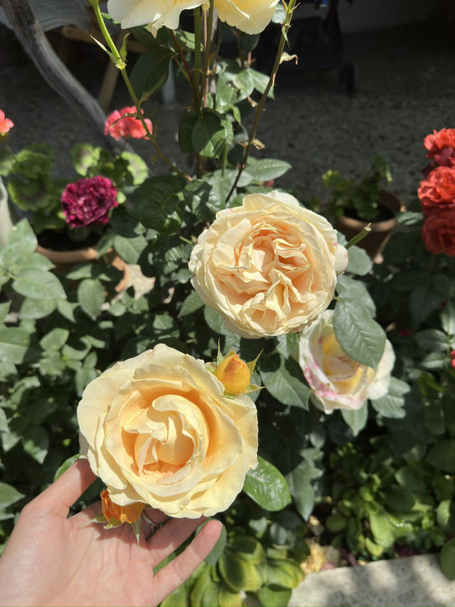 Guesthouse of hundreds of roses