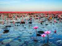 In the calm waters of Iran’s wetlands, beauty blooms quietly.