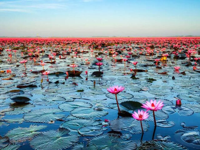In the calm waters of Iran’s wetlands, beauty blooms quietly.  In the calm waters of Iran’s wetlands, beauty blooms quietly.