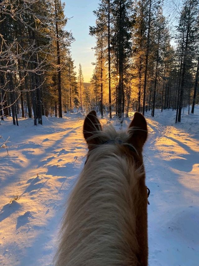 Snowy Forest Dream🌲 Snowy Forest Dream🌲