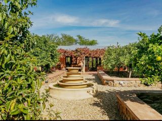 Olive Grove Dream🌳Zoetigheyd Organic Olive