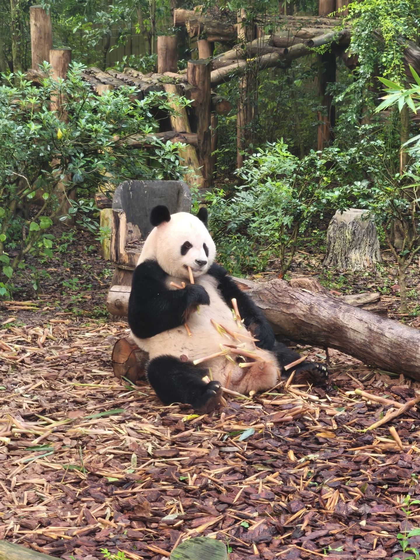 Unforgettable Half-Day at the Chengdu Research Base of Giant Panda Breeding