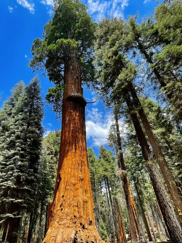 In the world, the rare plant landscape of towering and spectacular redwood forests.