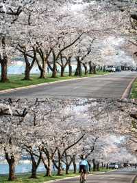 Washington Square - Cherry Blossom Avenue
