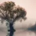 MP. LULU 33