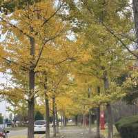 Autumn 🍂 in Dandong city .. 