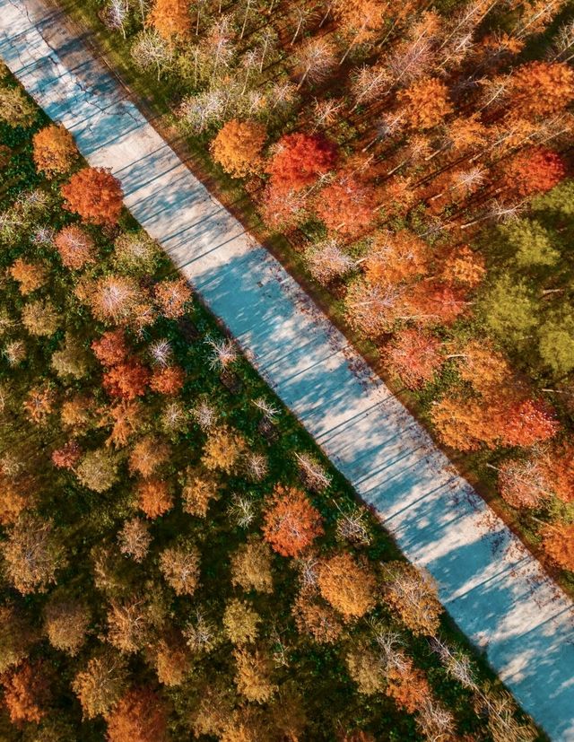 今年秋天，一定要去看合肥的紅杉林，抓住秋天的尾巴！