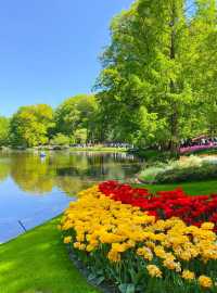 全球最大鬱金香觀賞地——荷蘭庫肯霍夫公園 ！