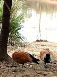 鄱陽湖觀鳥懶人版攻略