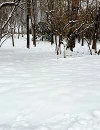 北京雪景｜朝陽公園