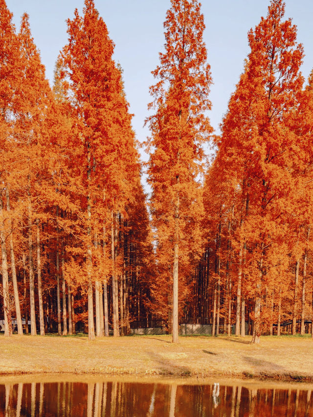 鹽城江蘇最美秋景：錯過再等一年！水杉林綻放紅色絕美