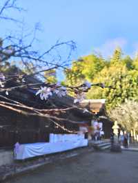 【平野神社·十月櫻·2024】