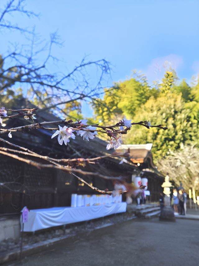 【平野神社·十月櫻·2024】
