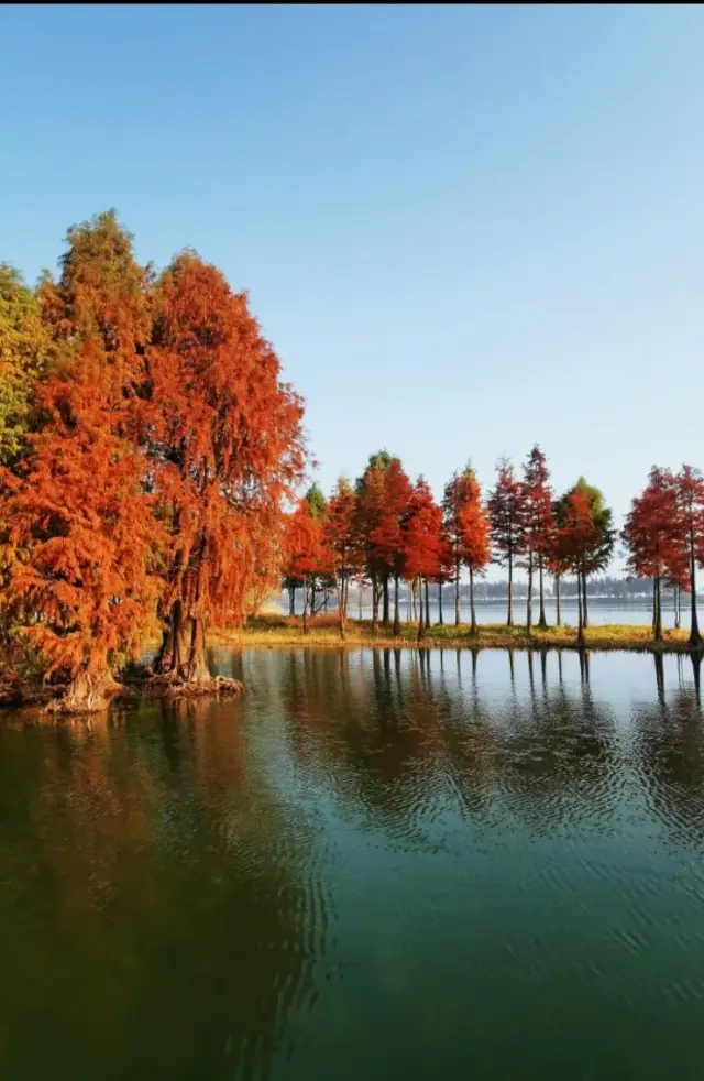 Experience the joy of a warm winter in the water forest