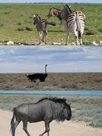 前往納米比亞埃托沙國家公園必須知道的N件事！