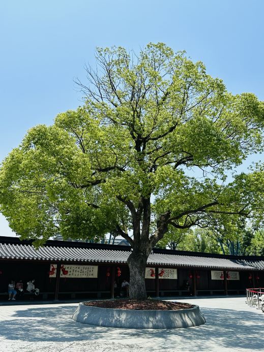 龍華古寺｜Trip.com 上海
