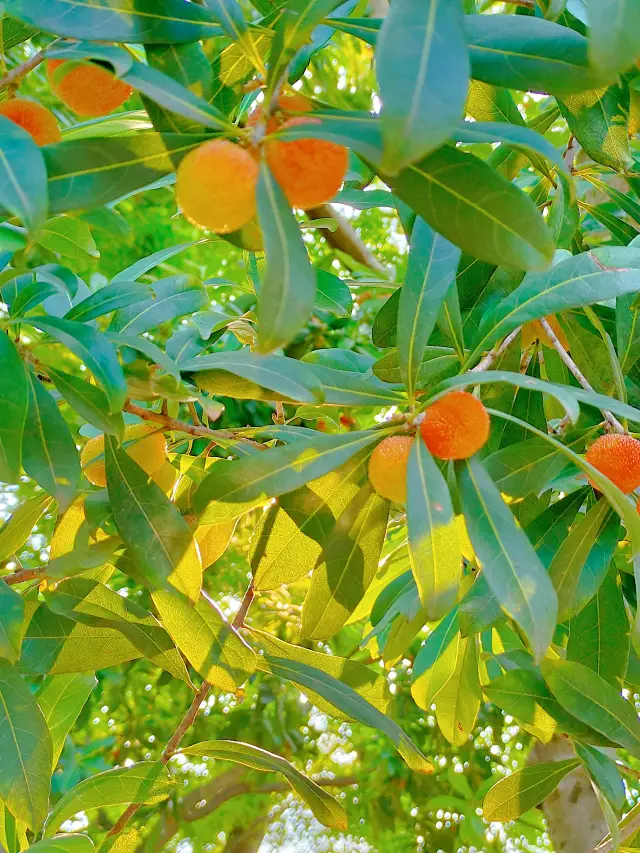 The bayberry tree in this park is really beautiful!