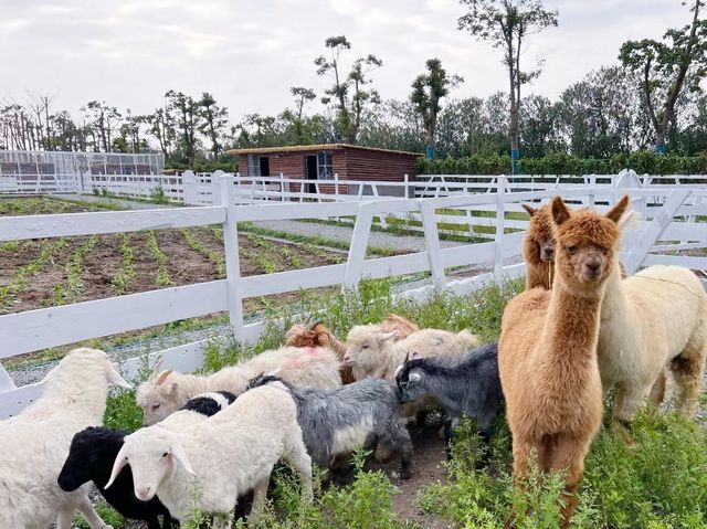 你可以在佔地百畝的田園風格民宿看到迷你動物園