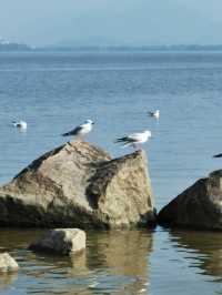 冬日浪漫——約會深圳灣公園