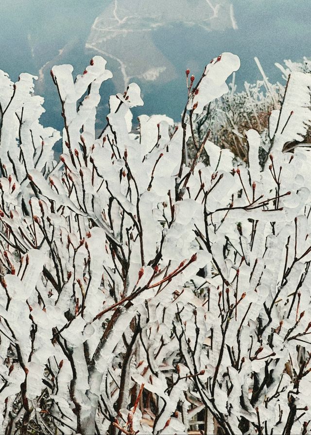 不用出廣東也可以看的絕美霧凇雪景—金子山，不來你一定會後悔的