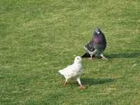 廈門白鷺洲公園