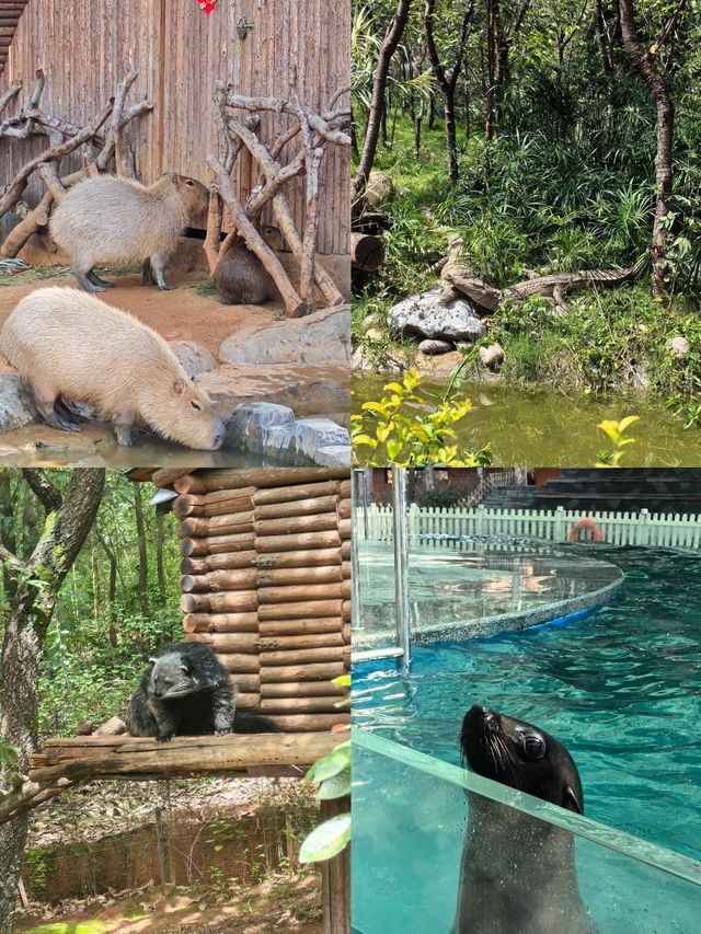 雲南野生動物園真的太離譜了含避坑指南