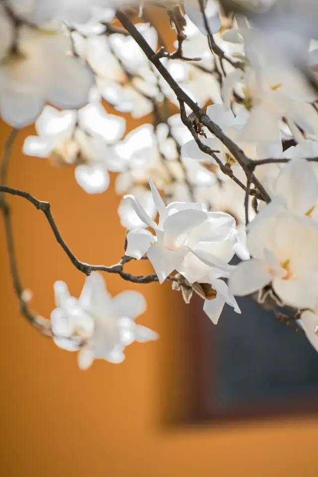Hangzhou | The 500-year-old top trending Yulan magnolia is about to bloom next week