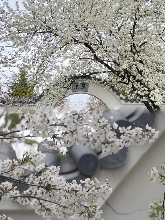 太美了！比東湖櫻園還美！