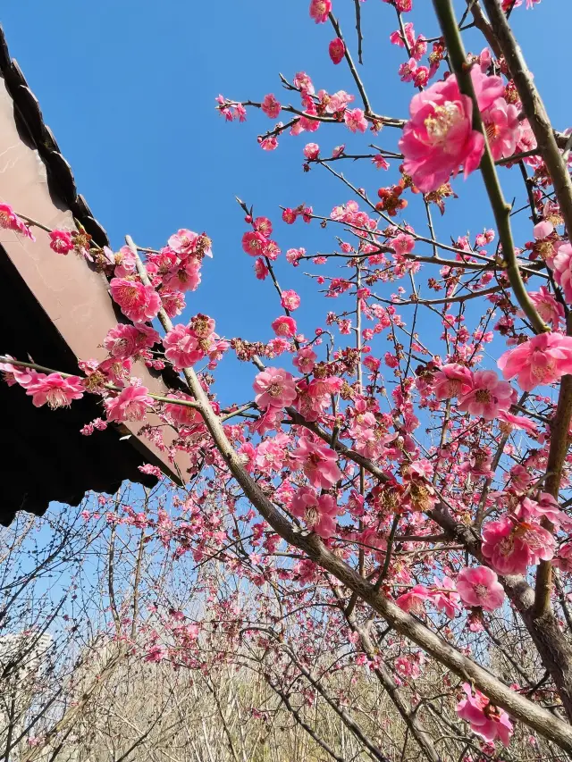 Zhengzhou is a great place to enjoy spring | The plum blossoms in Xiliuhu Park are in full bloom