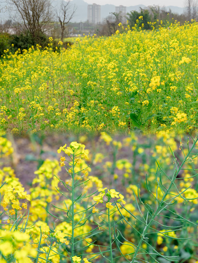 重慶三板溪公園油菜花海可以去拍了