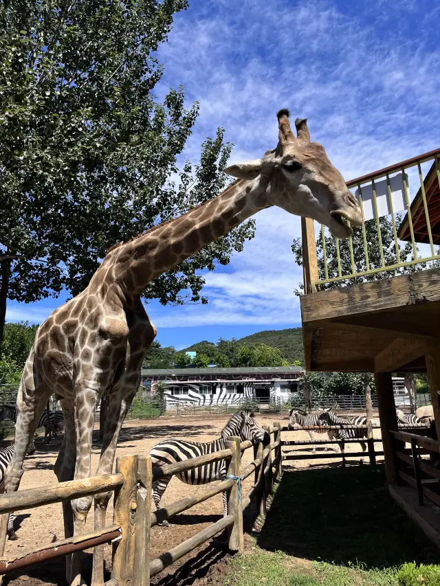 大連森林動物園超詳細攻略！！