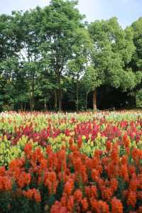 上海周末|世紀公園初夏花海打卡攻略！